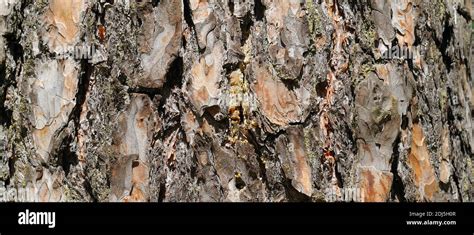 Dry tree bark texture background. Wide photo Stock Photo - Alamy
