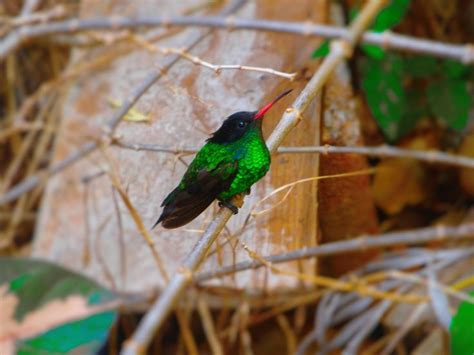 The hummingbird, Jamaica's pride and joy taking a rest. | Jamaica, Jamaicans, Scenery