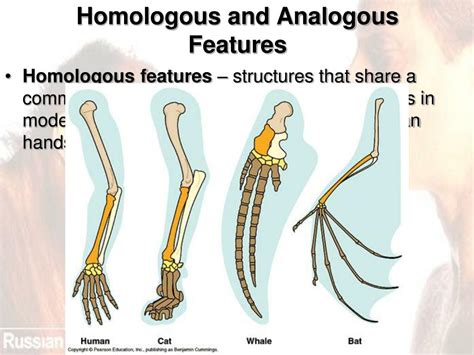 Homologous And Analogous Traits