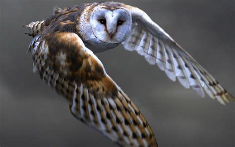 Owl Flying Wallpaper (66+ images)