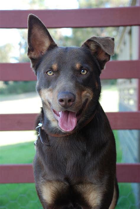 Australian Kelpie Info, Puppies, Mix, Temperament, Pictures