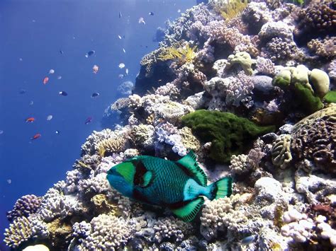 Parrot fish | Coral Reefs, Herbivores, Scales | Britannica