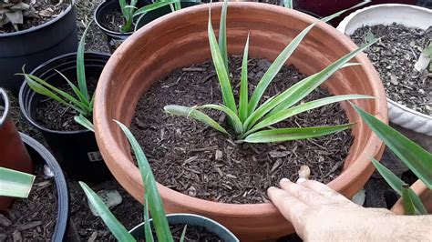 11 Pineapple Crown Separation and planting... - YouTube