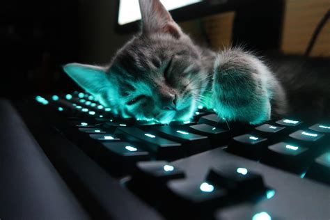 Warm keyboard : r/cats