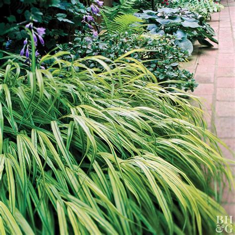 japanese forestgrass perennial plants in shade Flowering Shade Plants, Shade Tolerant Plants ...