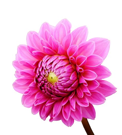 Black Dahlia Png