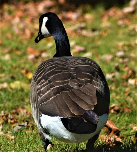 BARRY the BIRDER: Unofficial mascot of Seneca College?