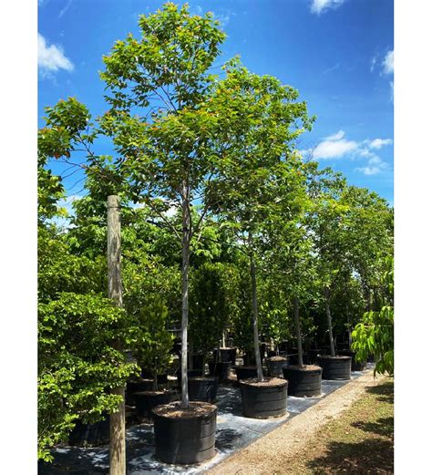 Rainbow Eucalyptus Deglupta - Mindanao Gum for sale South Florida 🌳 | Treeworld Wholesale