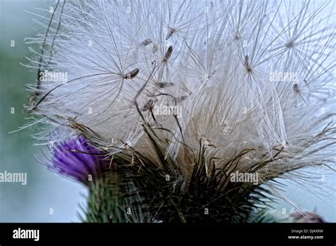 Safflower seeds Stock Photo - Alamy