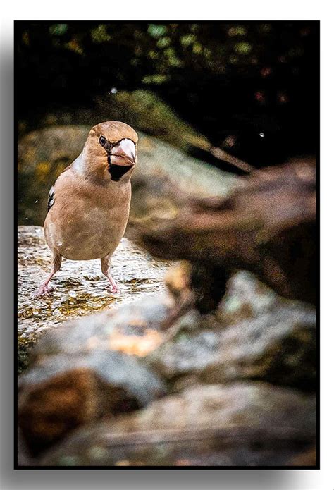 Hawfinch on Behance