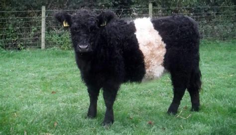 Belted Galloway Cattle Breed – Everything You Need to Know