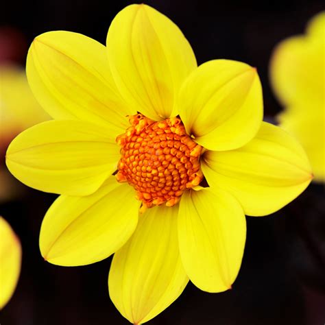 Happy Days™ Yellow | Syngenta Flowers