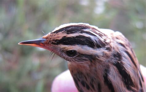 Dorset Birds: Aquatic Warbler