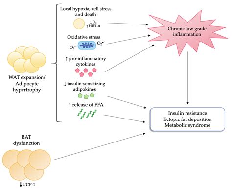 Adipose Tissue Dysfunction in Obesity: Role of Mineralocorticoid Receptor