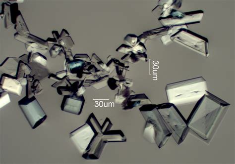 Microcrystal Test for Magnesium, Under the Microscope