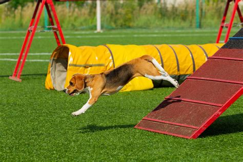 Dog Agility Shows 2024 - Rica Mechelle