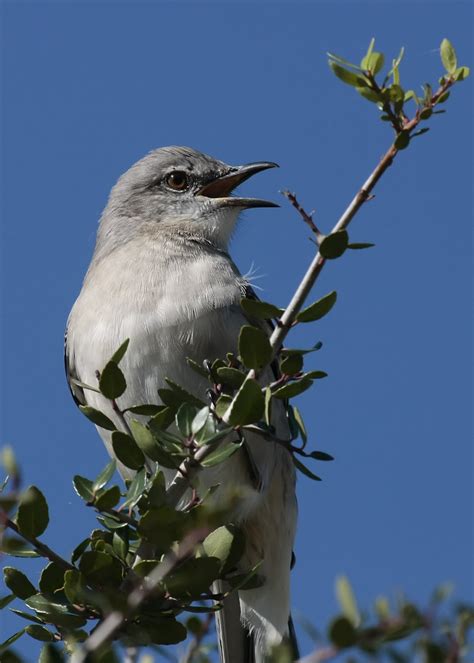 Mockingbird Singing | There were several mockingbirds around… | Flickr