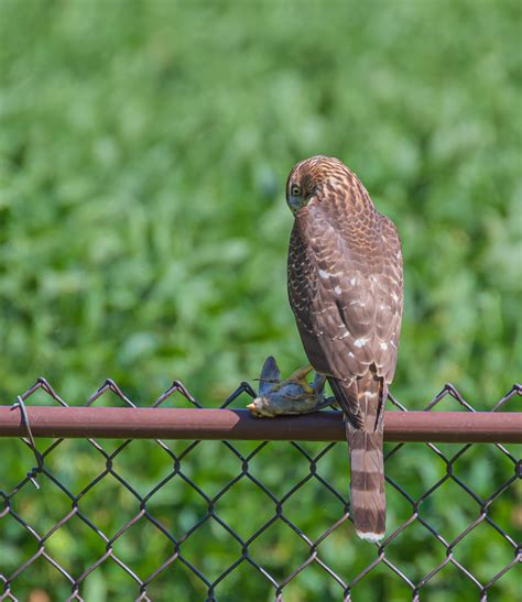 The Cooper's Hawk: A Stealthy Hunter