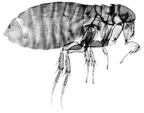 How to Get Rid of a Flea Infestation | Dengarden