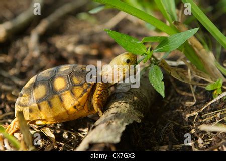 Baby Florida Gopher Tortoise - Gopherus polyphemus - eating plants and ...