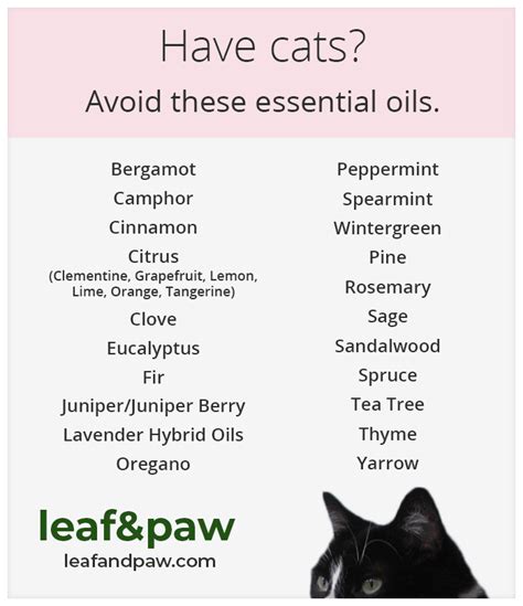 Are Essential Oils Toxic to Cats? | Leaf and Paw