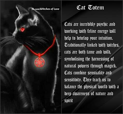 Black Cat Dream Meaning - DREAM CGW