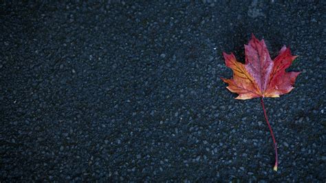 Leaf Autumn 4k nature wallpapers, leaf wallpapers, hd-wallpapers ...