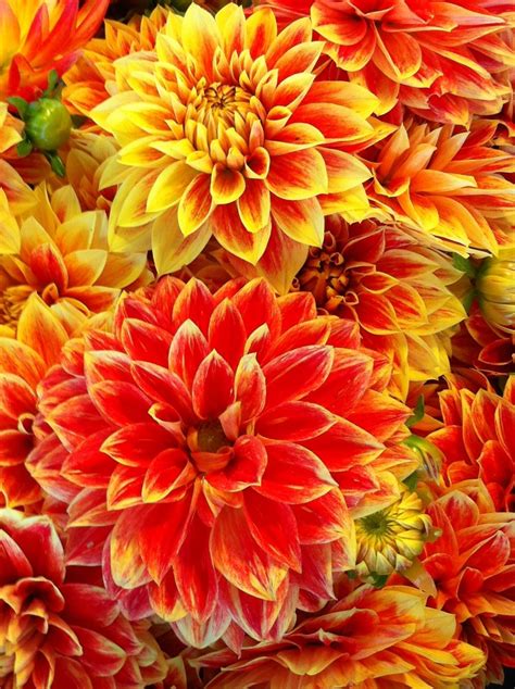 Dahlias Fall Wedding Flowers, Summer Flowers, Real Flowers, Beautiful Flowers, Flowers ...