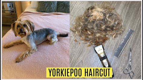 Yorkie Poo Grooming Video - Pets Lovers