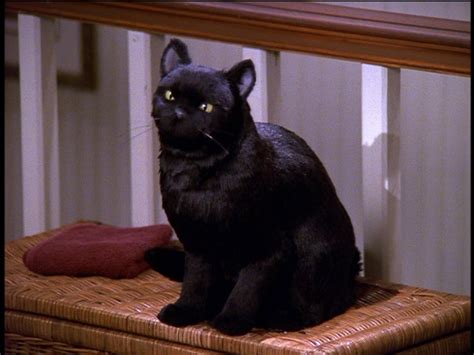 Salem Saberhagen - The Sabrina the Teenage Witch wiki - Your Reliable ...