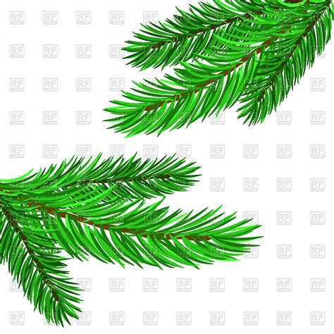 Pine Tree Branch Vector at Vectorified.com | Collection of Pine Tree ...