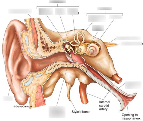 Ear Structures and their functions Diagram | Quizlet