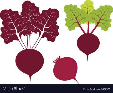 Beet Royalty Free Vector Image - VectorStock