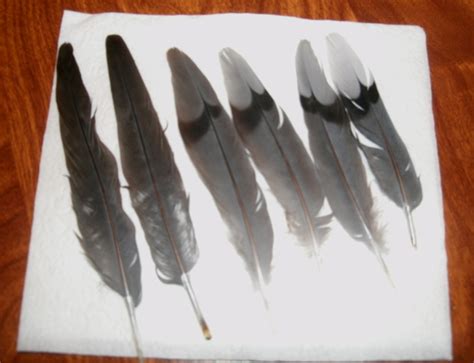 Feathers of a Bird | Thoreau Farm