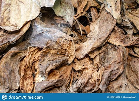 Dry Leaves Texture and Background Stock Photo - Image of drought, copy ...