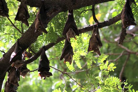 A Senegal Safari: Wildlife, Culture, and Conservation - Oceanic Society