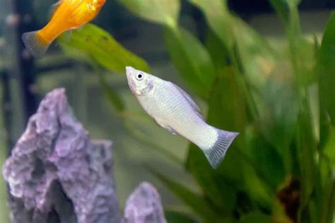 Molly Fish: A Guide to Care, Breeding, Diet & Behavior – KeyPetCare.com