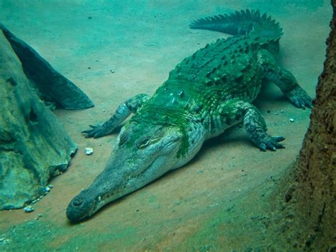 Orinoco Crocodile Facts and Pictures