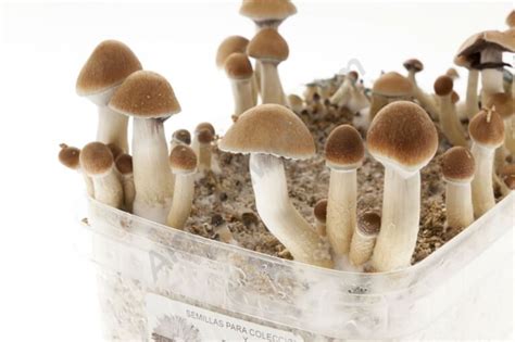 Mazatapec mushroom grow kit - Setnatur