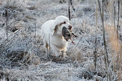 Clumber Spaniel: Breed Profile - Gun Dog