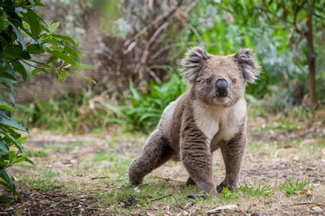 [Les raisons d’y croire] Des drones vont venir sauver les koalas australiens