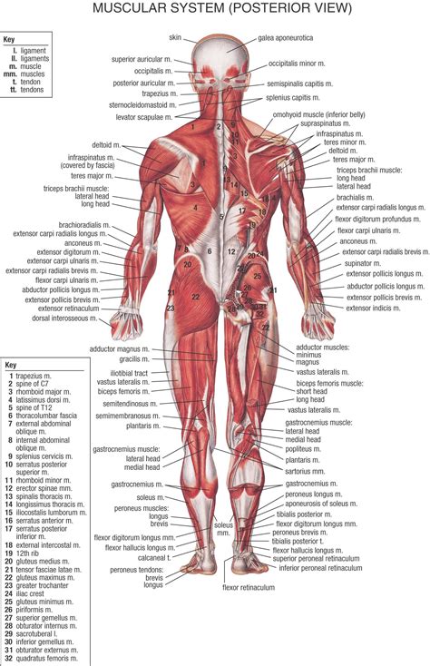 Musculature anterior view. | Muscular system anatomy, Body anatomy ...