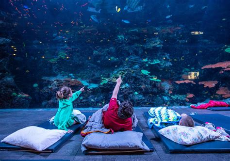 Sleep Under The Sea At Georgia Aquarium's Sensational Sleepover Experience