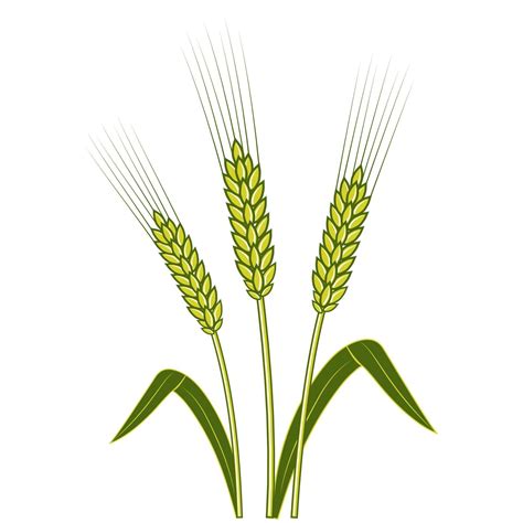 Wheat ears Barley or Rye vector flat icon 2399272 Vector Art at Vecteezy