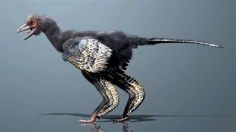 New proto-bird dinosaur discovered in China | Feathered dinosaurs, Bird, Prehistoric animals