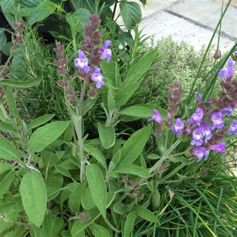 Salvia officinalis, Garden Sage - uploaded by @disneyfacts