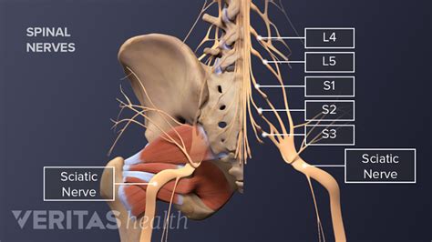 Sciatic Nerve Anatomy | Spine-health