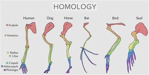 Homology