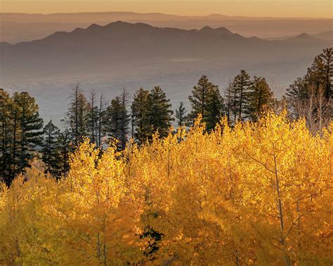 Quaking Aspen Fall Leaf Colors Photograph by Maresa Pryor - Fine Art America