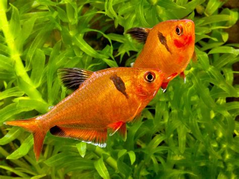 Hyphessobrycon eques – Serpae Tetra (Hyphessobrycon callistus ...